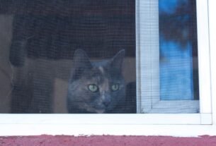 gato mia muito