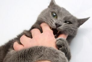 Gato morde sem motivo
