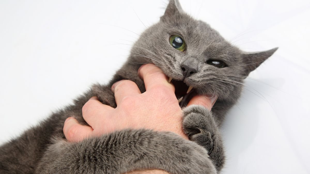 Gato morde sem motivo