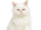 Gato persa