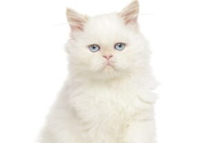 Gato persa