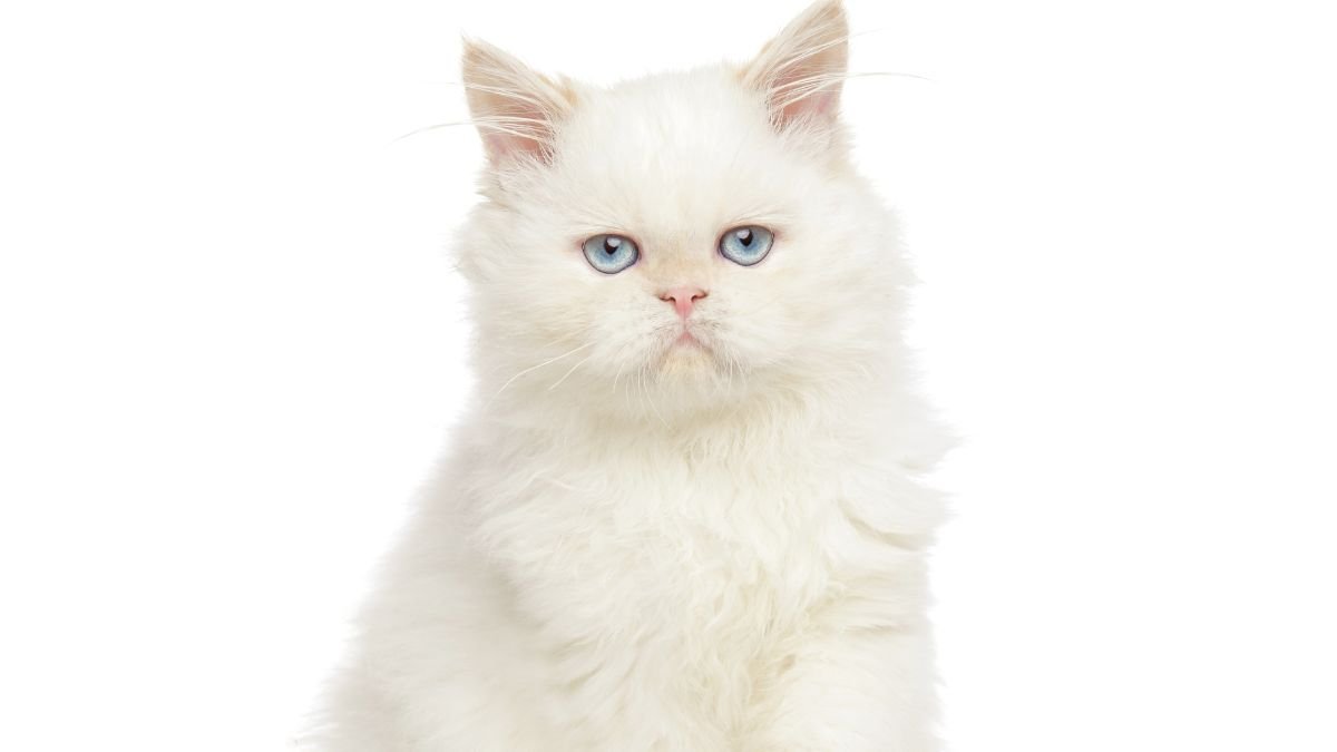Gato Persa: Temperamento, Cuidados, Saúde e Tudo que Você Precisa Saber 1 Gato persa
