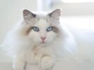 Gato ragdoll