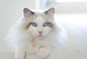 Gato ragdoll