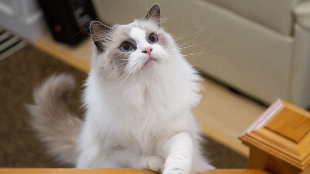 Gato ragdoll vive bem em apartamento