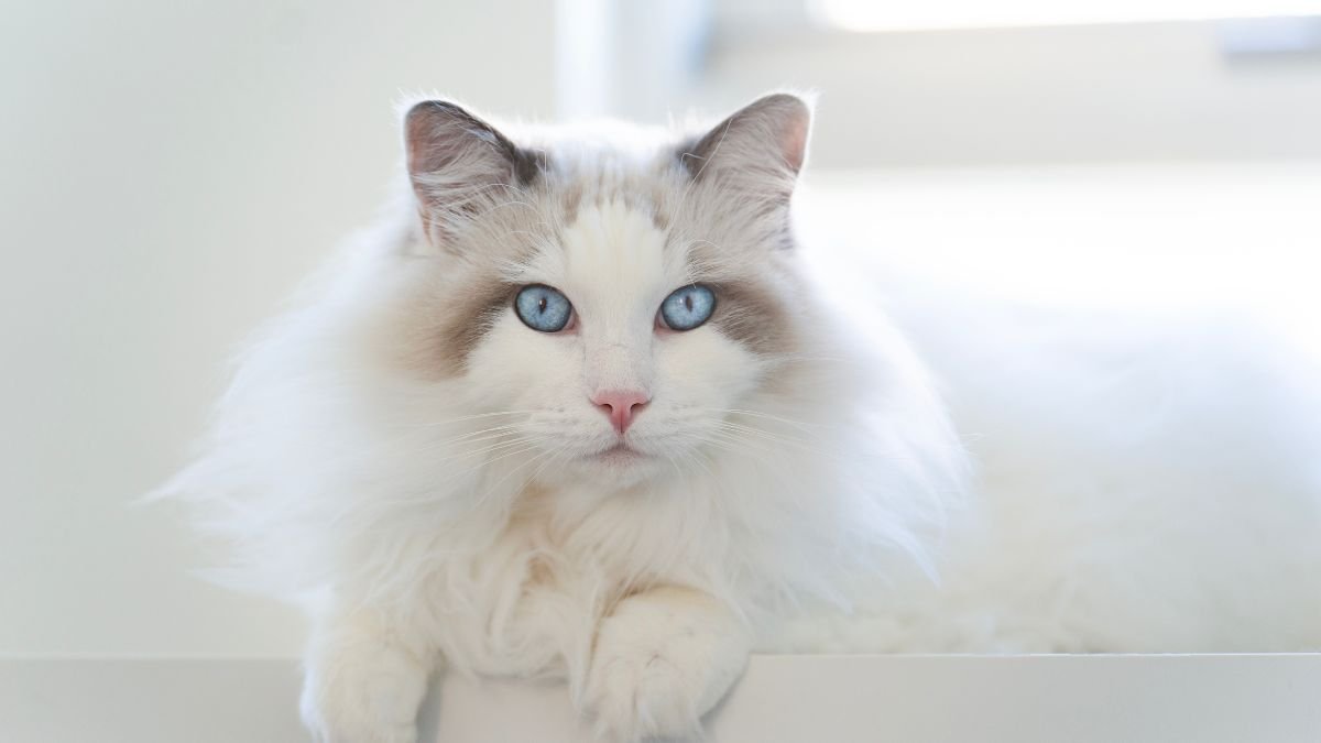 Gato Ragdoll: A Raça Mais Dócil do Mundo e Como Cuidar 1 Gato ragdoll