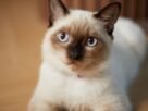 Gato siamês