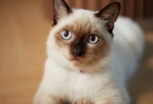 Gato siamês