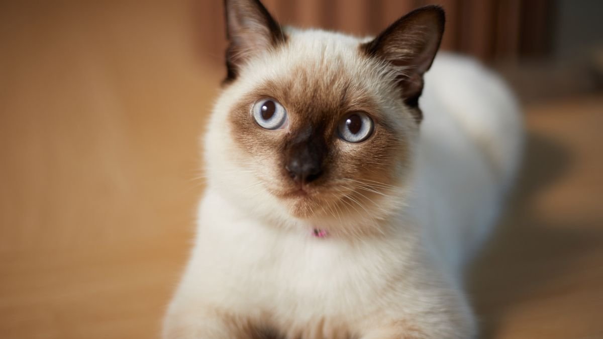 Gato siamês