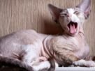 Gato sphynx
