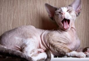 Gato sphynx