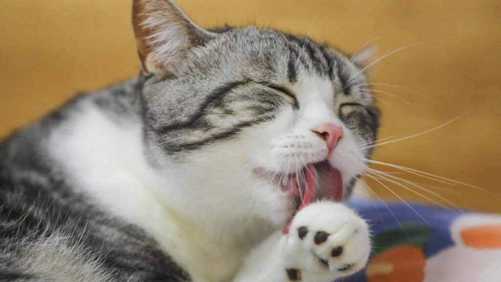 Gatos idosos