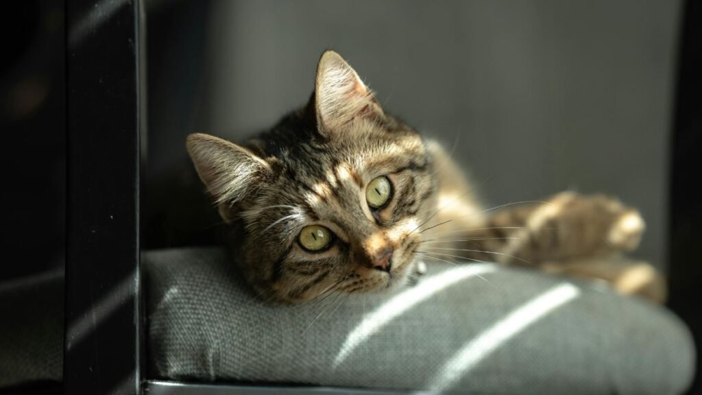 Gato Indoor Vive Mais? Descubra a Verdade 2 Gatos indoor vivem mais