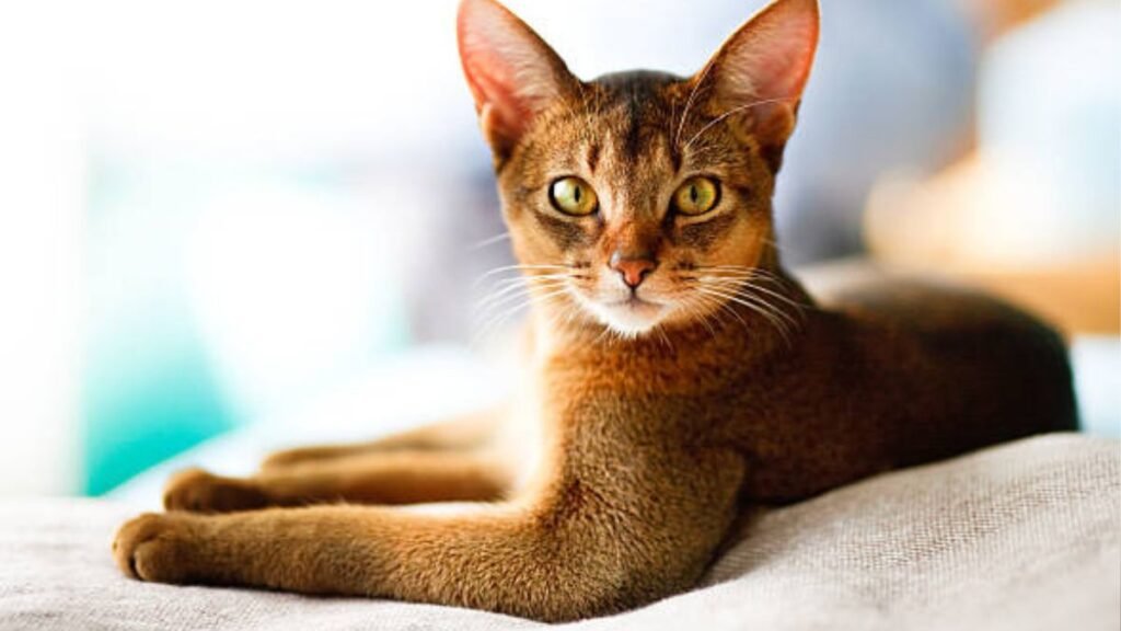Imagem gato abissínio