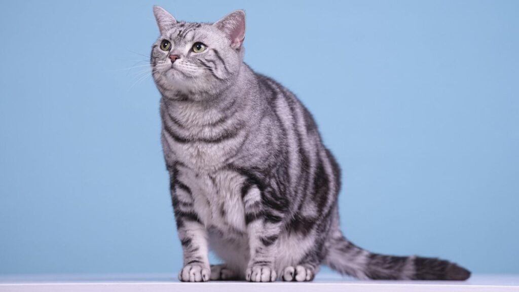 Imagem gato american shorthair