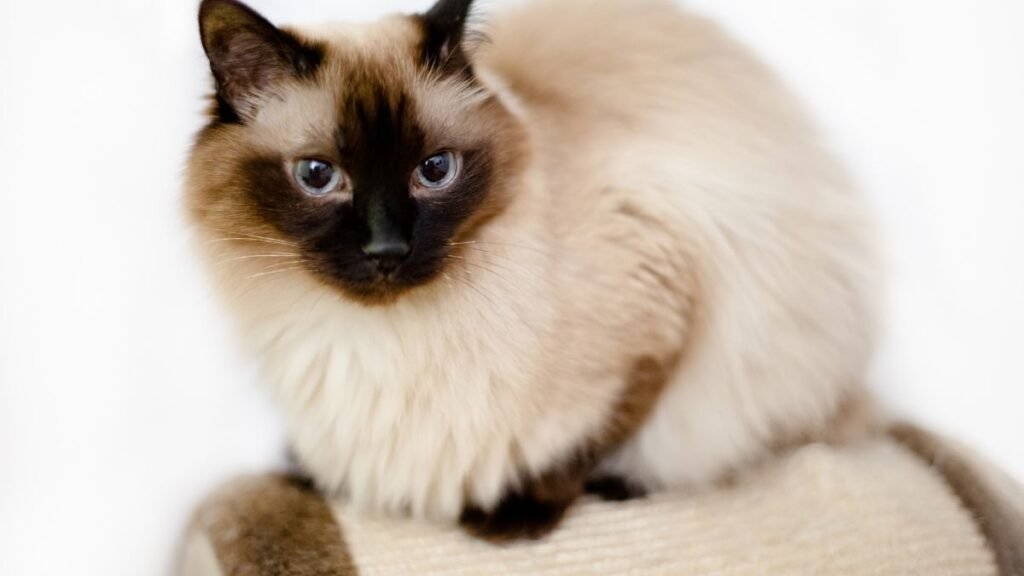 Imagem gato birmanes