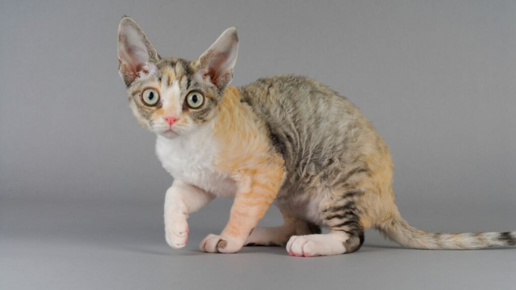 Imagem gato devon rex