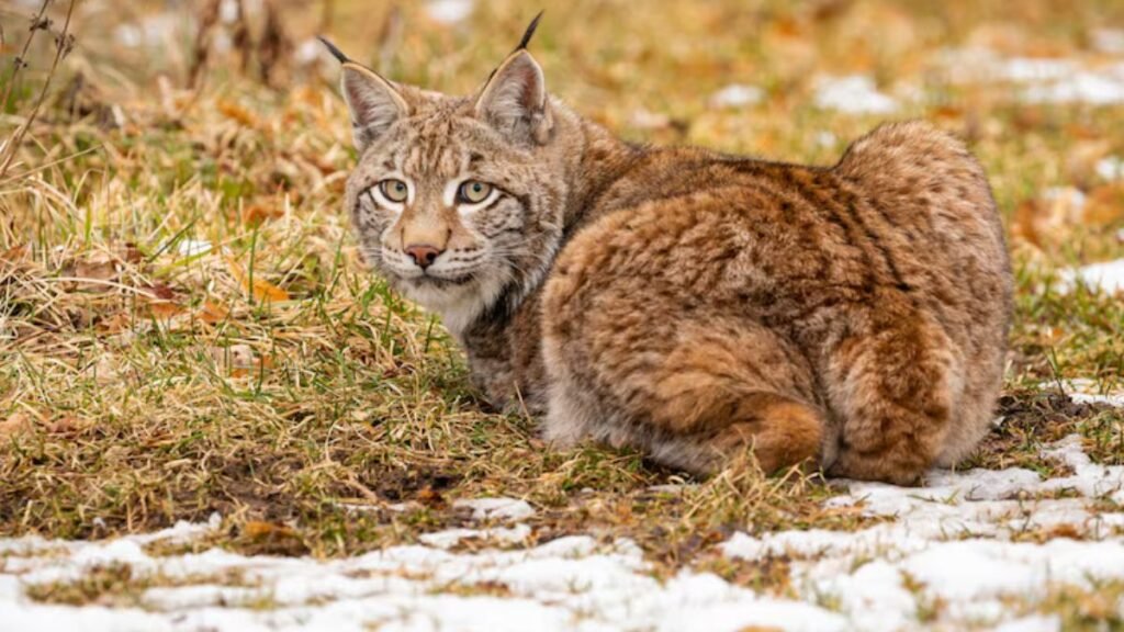 Imagem gato norueguês da floresta