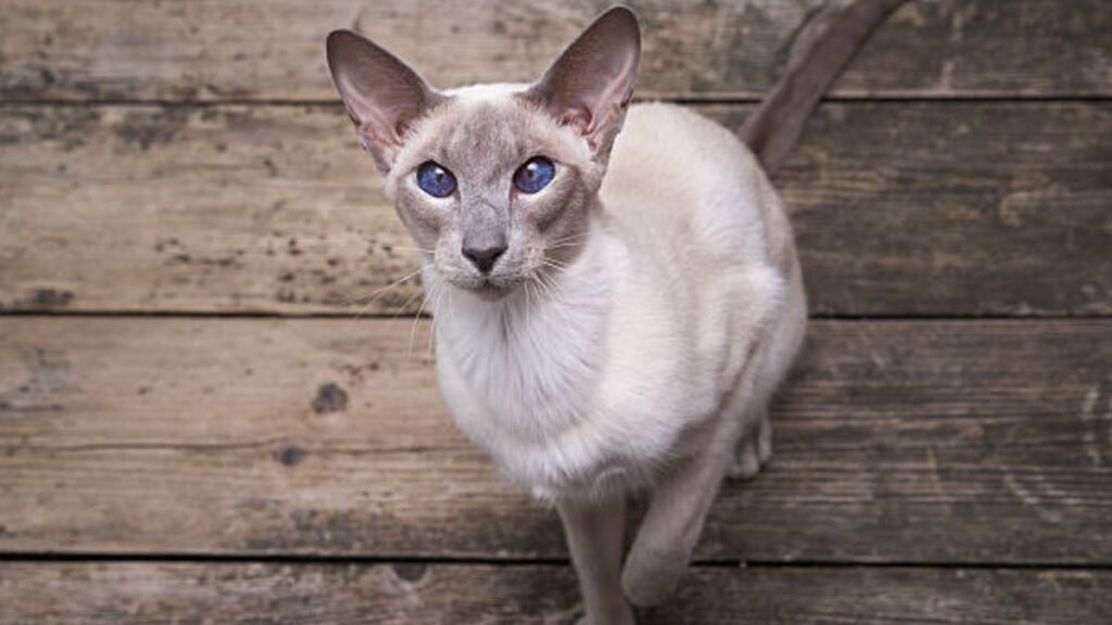 Imagem oriental shorthair