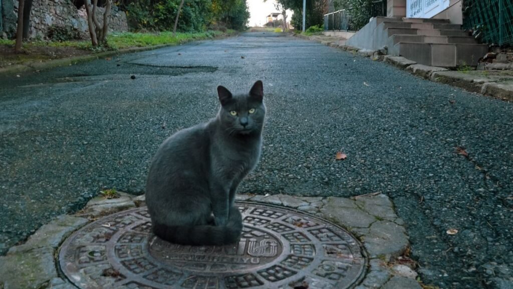 Imagem gato russian blue