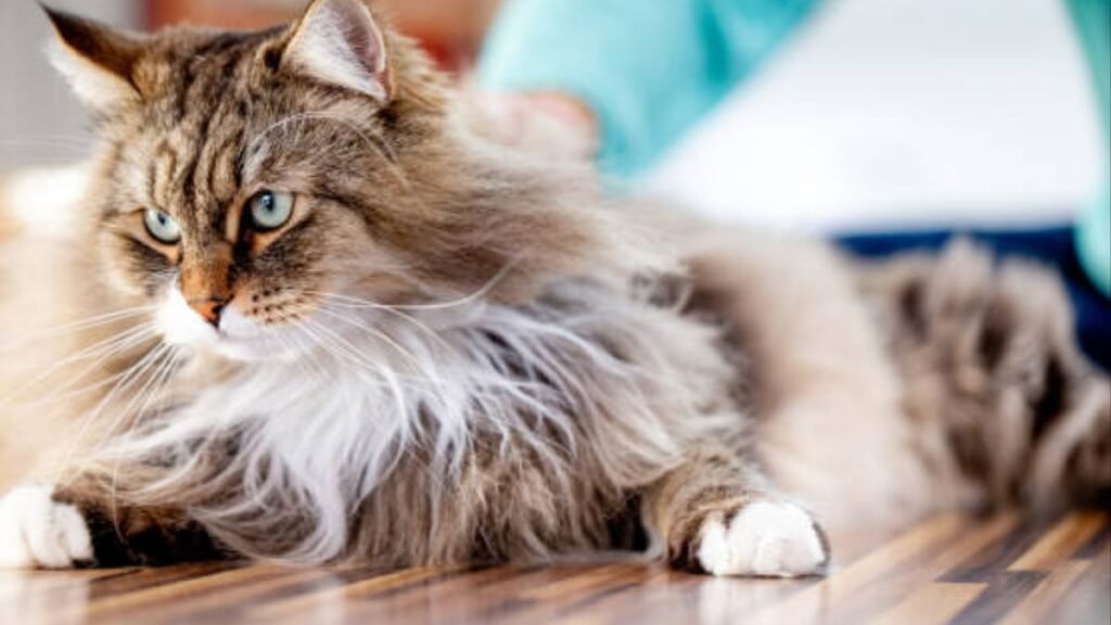 Imagem gato siberiano