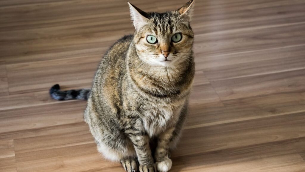 Imagem gato srd