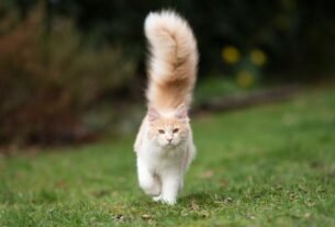 linguagem corporal dos gatos