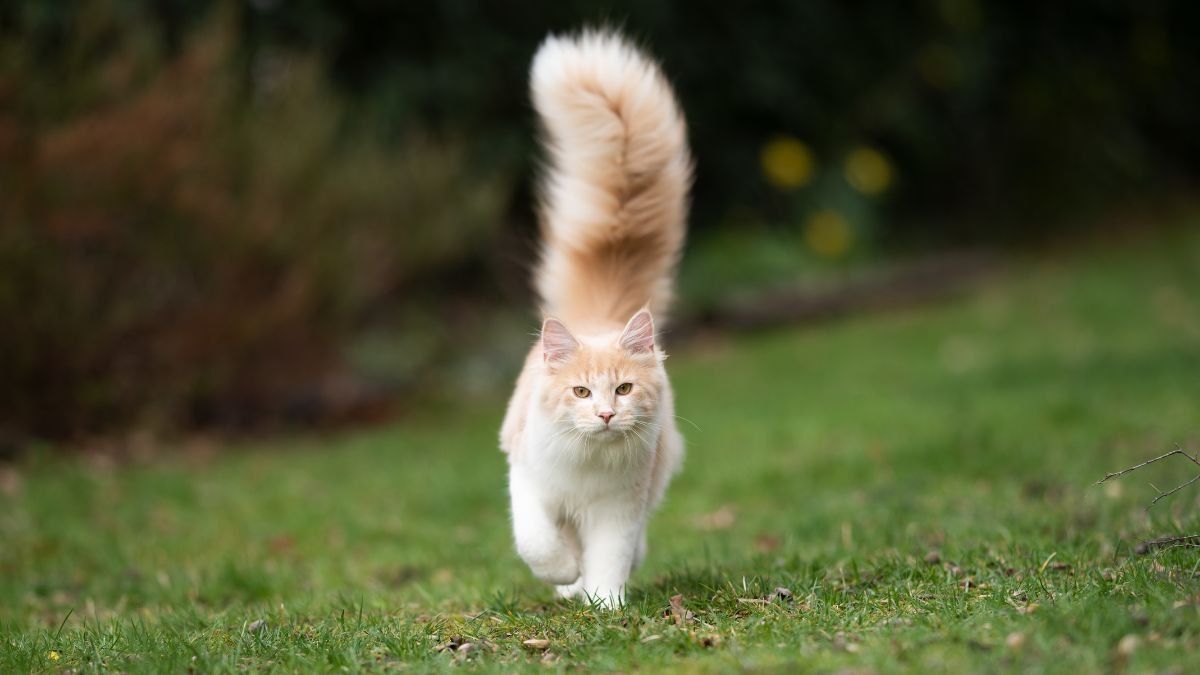 linguagem corporal dos gatos