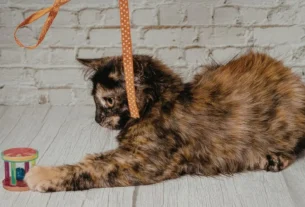 Melhores produtos para gatos