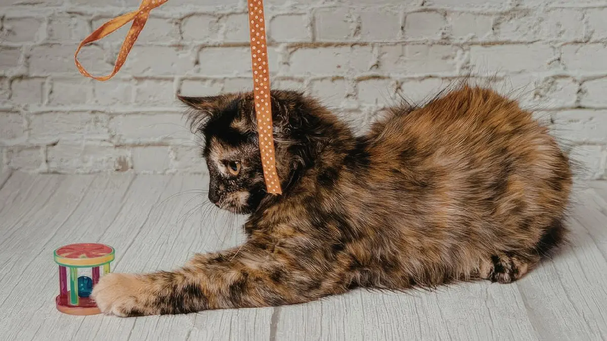 Melhores produtos para gatos