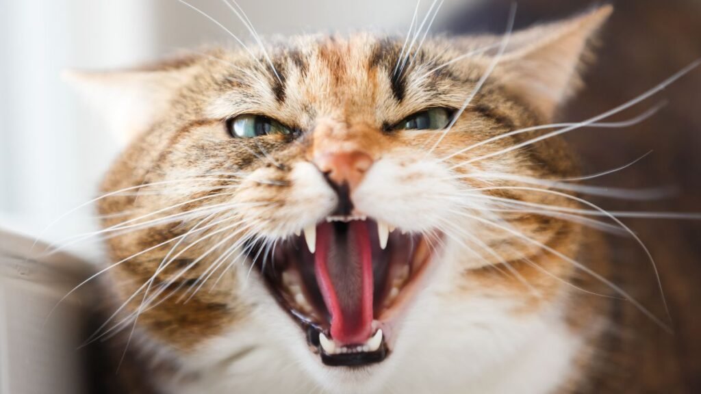 Gato Morde Sem Motivo: Causas e Como Resolver 3 Mitos comuns sobre gato que morde