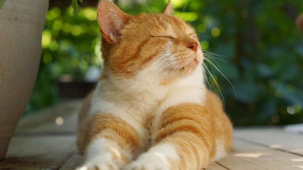 Linguagem Corporal do Gato: Aprenda a Ler os Sinais do Seu Felino 3 Mitos comuns sobre linguagem corporal do gato