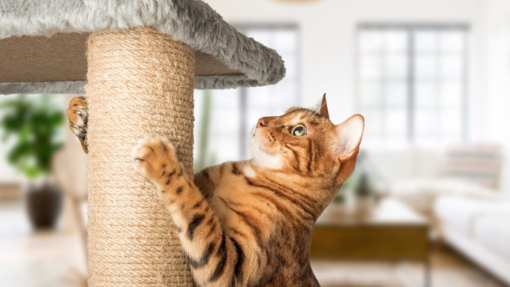 O que é comportamento felino
