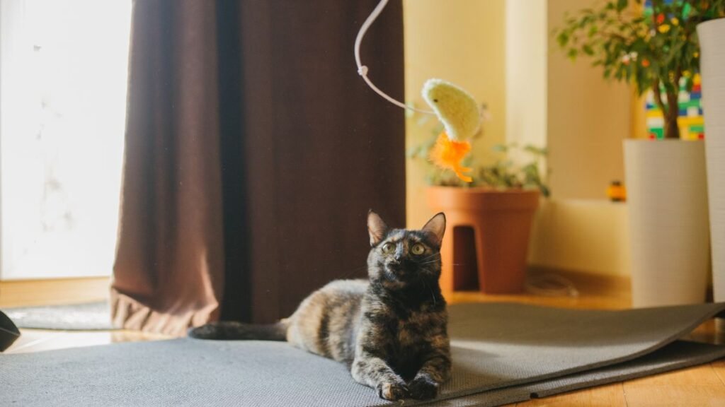 o que fazer quando o gato mia muito