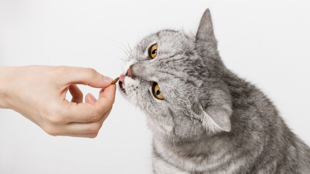 Petiscos para Gatos: Como Usar sem Prejudicar a Saúde do Felino 3 o que são petiscos para gatos