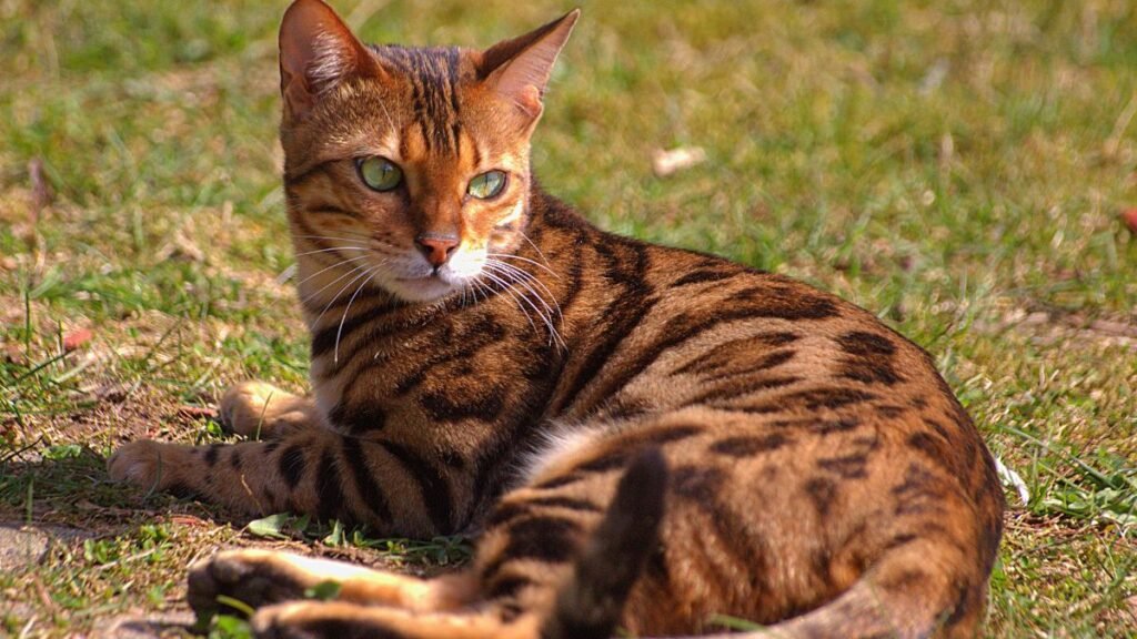Gato Bengal: Características do Felino Selvagem Que Vive em Casa 2 Personalidade do gato bengal