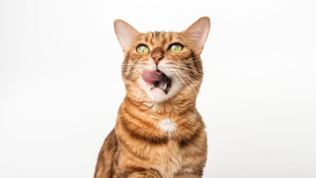 Petiscos para Gatos: Como Usar sem Prejudicar a Saúde do Felino 2 Petiscos para gatos