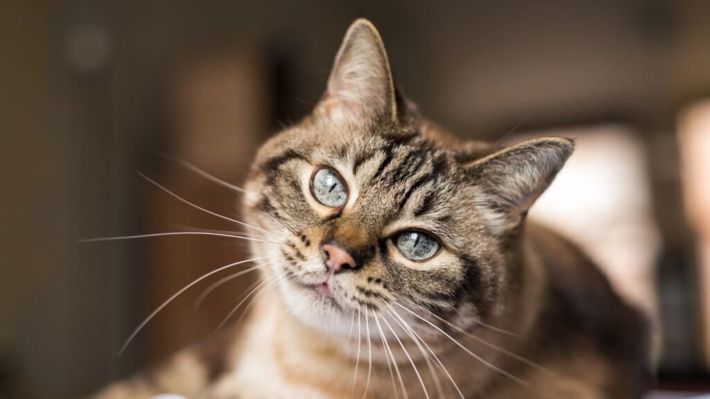 Por que gatos bebem pouca água
