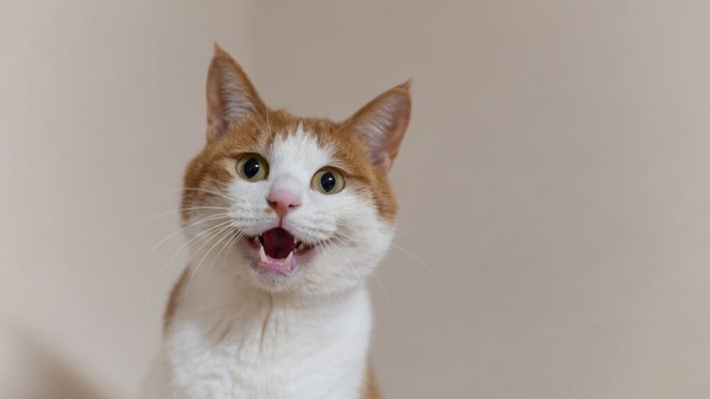 por que o gato mia muito