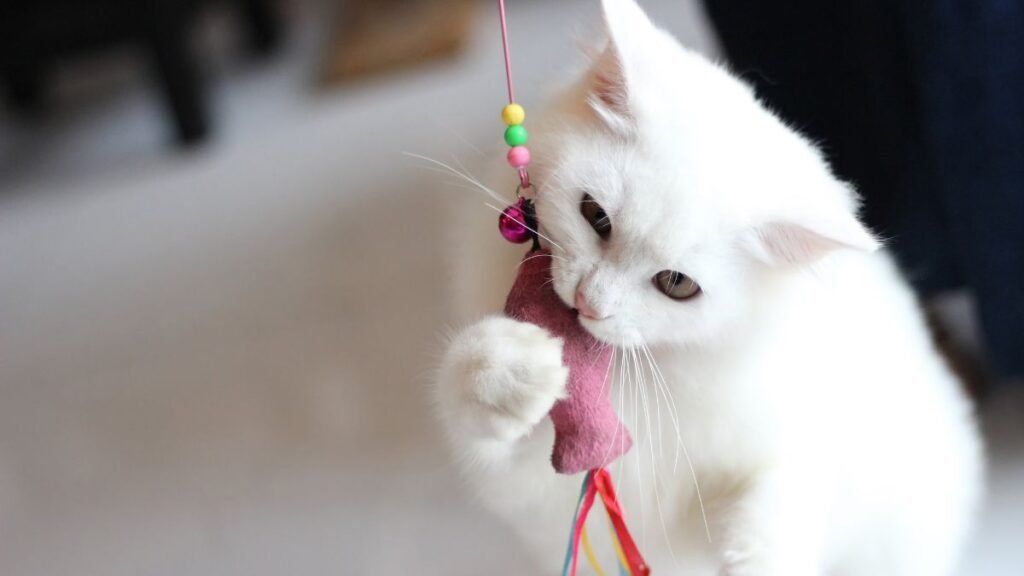 Gato Morde Sem Motivo: Causas e Como Resolver 2 Por que o gato morde sem motivo