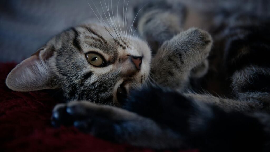 Os 20 Melhores Produtos Para Gatos que Todo Tutor Precisa Ter 2 produtos essenciais para gatos