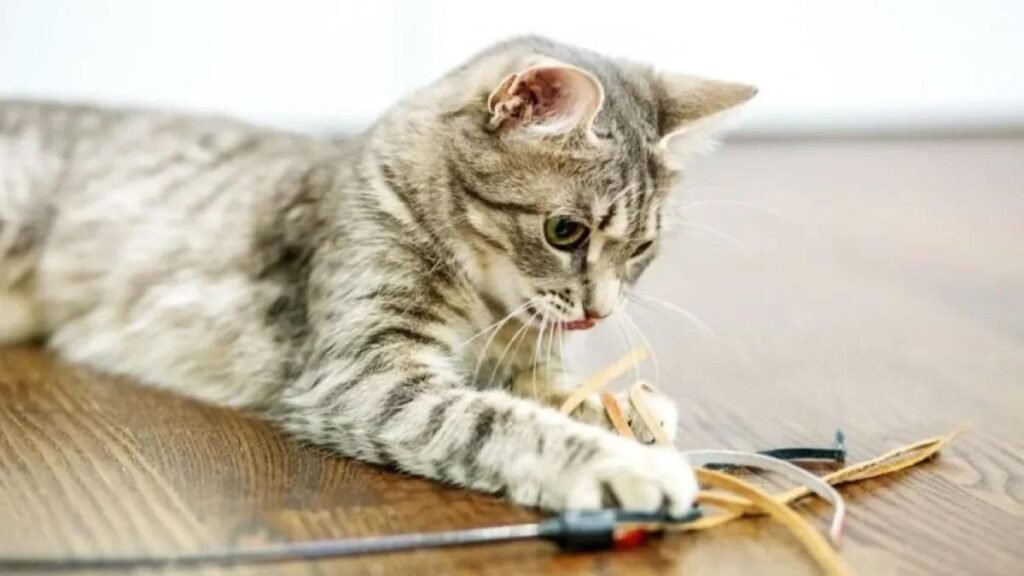 Quantos minutos por dia um gato deve brincar