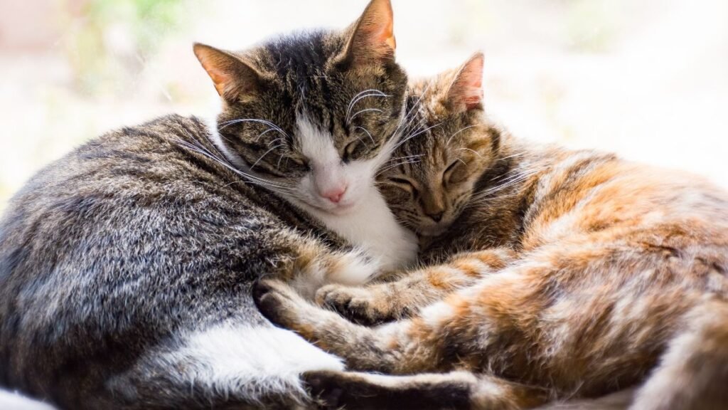 As 20 Raças de Gatos Domésticos Mais Populares no Brasil: Guia Completo 2 Raças de gatos domésticos para apartamento
