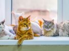 Raças de gatos domésticos
