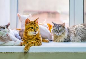 Raças de gatos domésticos