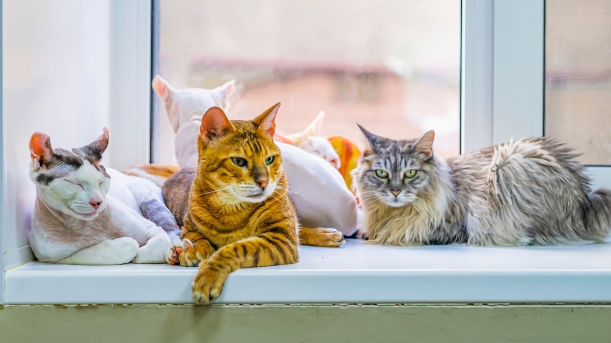 Raças de gatos domésticos