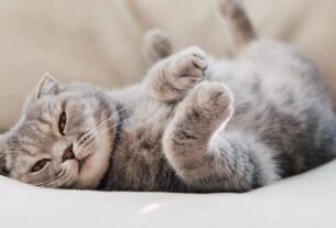 Saúde do gato