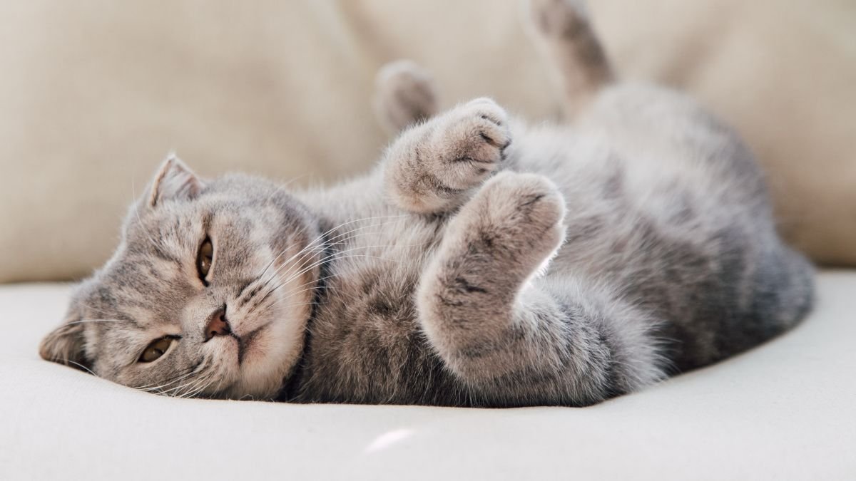 Saúde do gato
