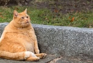 Sedentarismo felino