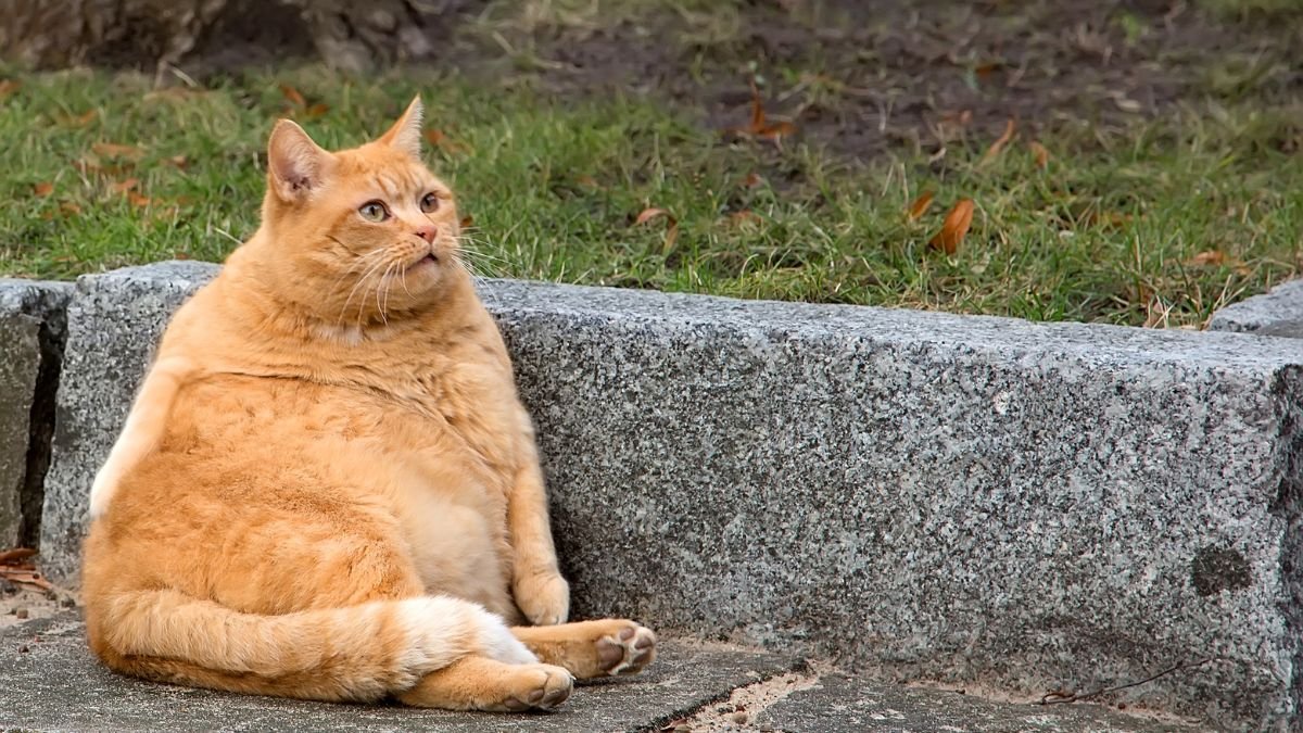 Sedentarismo felino
